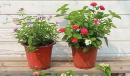 凯悦最新爆料新闻视频,揭秘公司内部重大新闻视频背后的真相